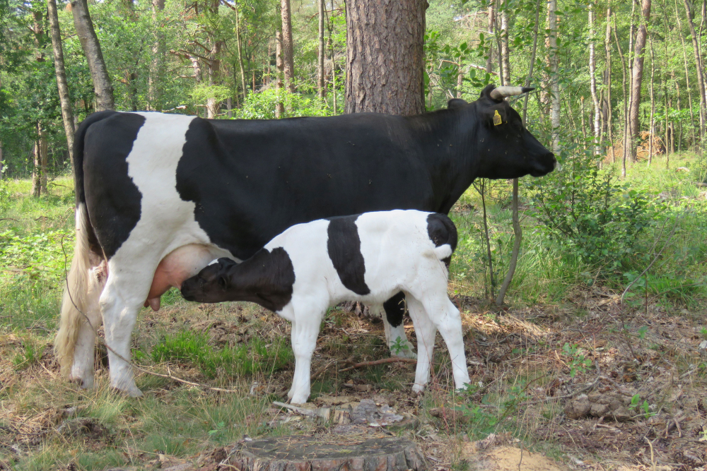 Heidekoe met zogend kalf