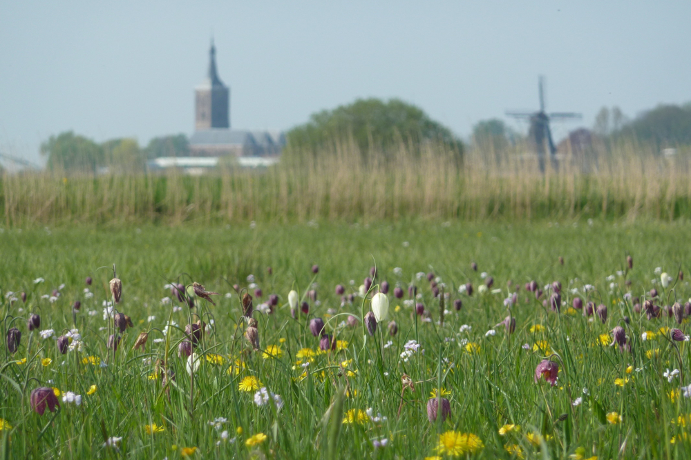 Kievitsbloemen langs het Zwartewater