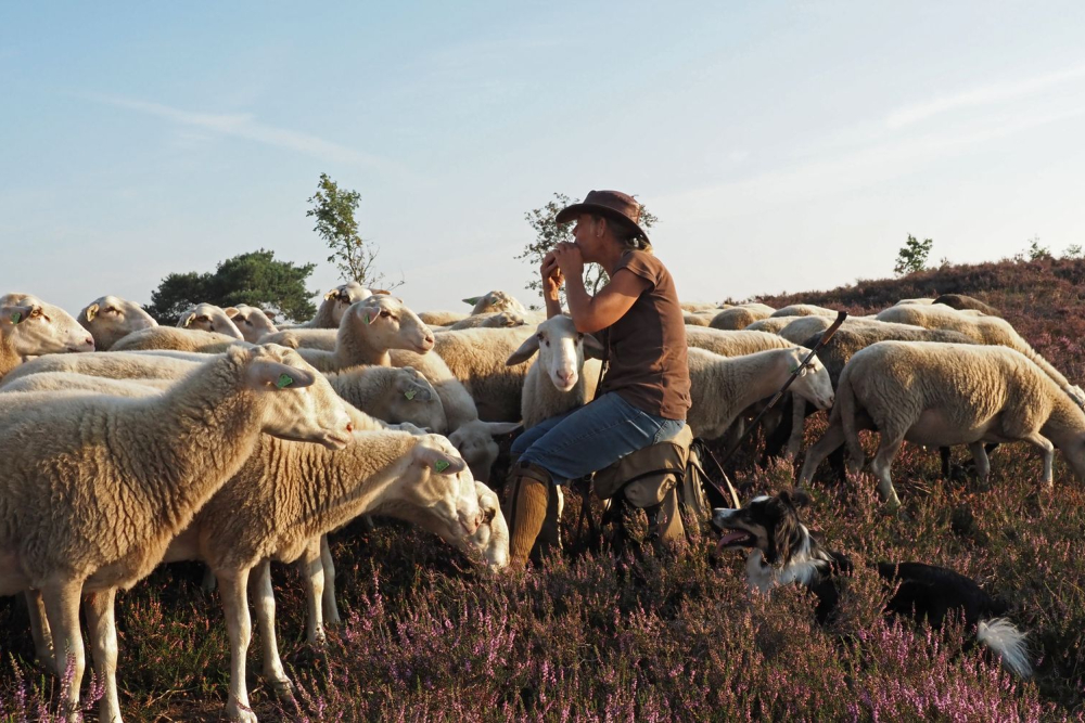 NKl Schaapskudde Lemelerberg (54)