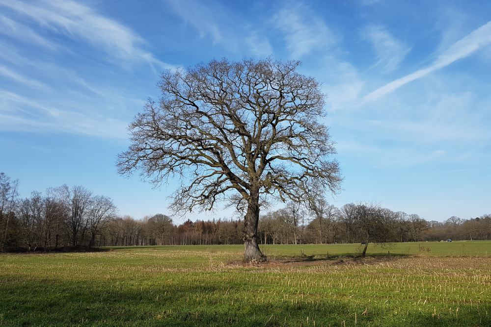 Solitaire eik, Wierden