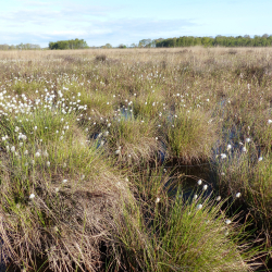 Wierdense Veld 