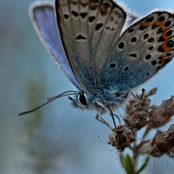 Heideblauwtje 