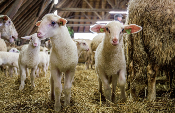 Lammetjes Schaapskooi Lemelerberg