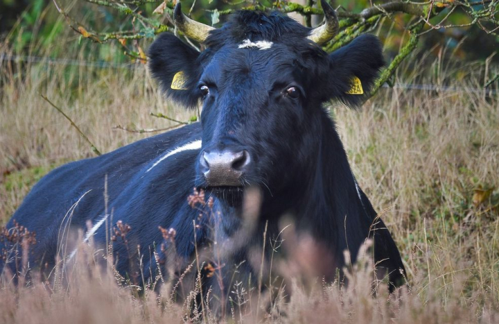 Heidekoe Manderheide