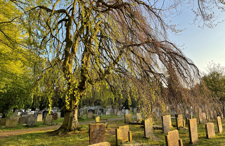 Treurbeuk, Kranenburg