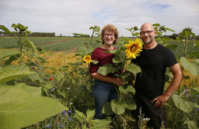 Tussen de zonnebloemen