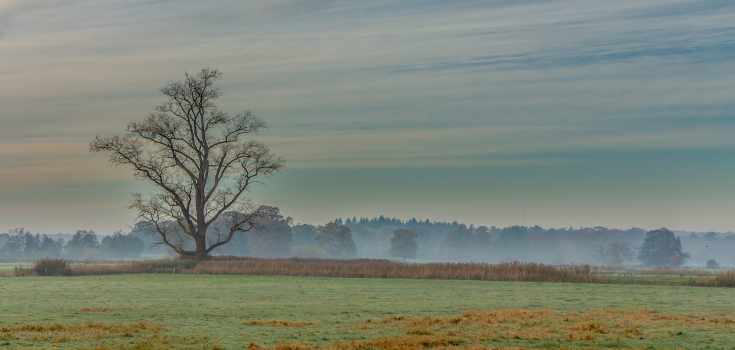 Eerde, solitaire boom