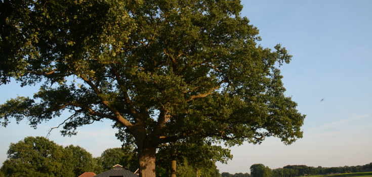 Eiken bij Beckum 