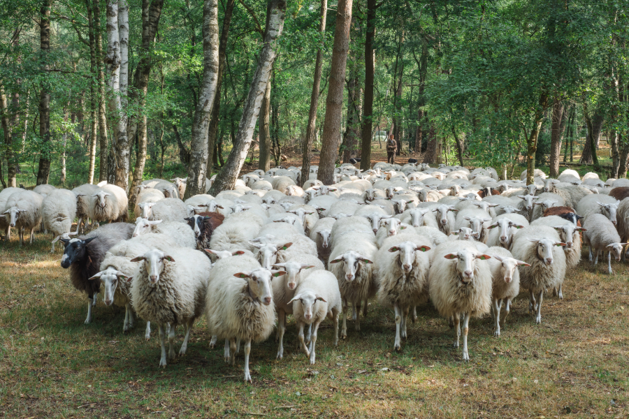 Schaapskudde Lemelerberg