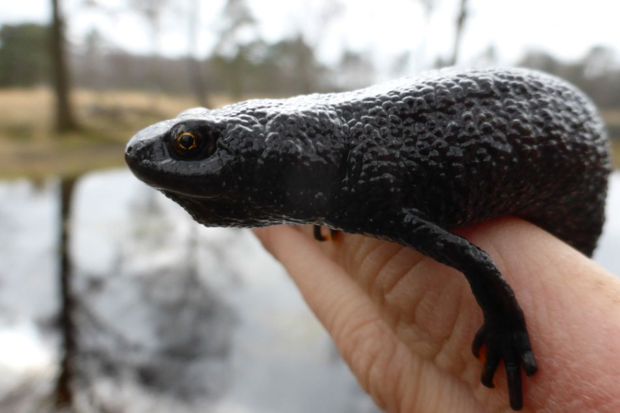 Kamsalamander 