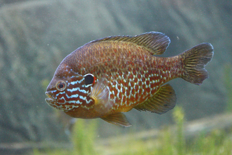 Zonnebaars - Wikimedia commons - Cephas