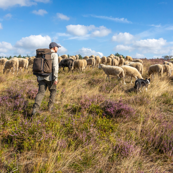 Schaapskudde met schaapherder op de Lemelerberg