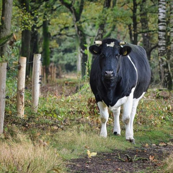 Heidekoe Margot Schulte