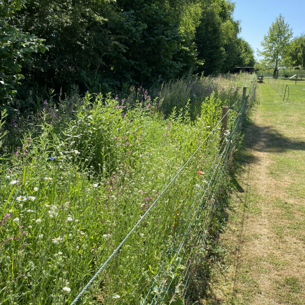 Tuin van Johan Vonder 2
